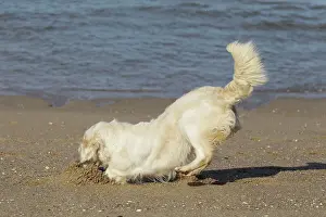 Retreiver: Dog - Golden Retreiver digging / playing on beach