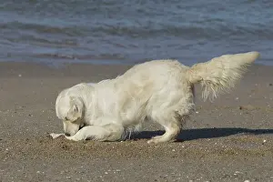 Retreiver: Dog - Golden Retreiver digging / playing on beach