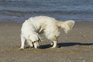 Retreiver: Dog - Golden Retreiver digging / playing on beach