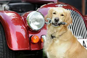 Retreiver: DOG. Golden retreiver holding spanner in front of car