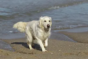 Retreiver: Dog - Golden Retreiver playing on beach