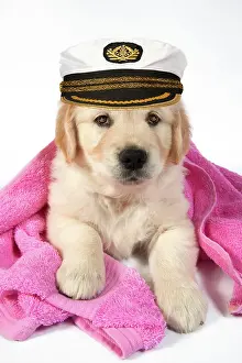 Naval: DOG - Golden Retreiver puppy 7 weeks old - lying down - with