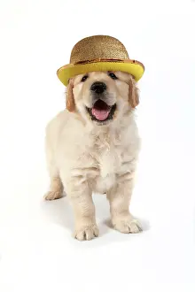 281217: DOG - Golden Retreiver puppy 7 weeks old - standing