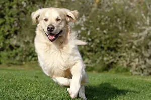 Retreivers: Dog - Golden Retreiver - running
