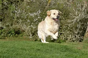 Retreivers: Dog - Golden Retreiver - running