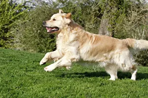 Retreivers: Dog - Golden Retreiver - running