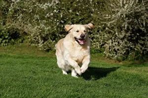 Retreivers: Dog - Golden Retreiver - running