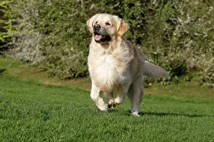 Retreivers: Dog - Golden Retreiver - running