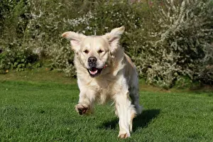 Retreivers: Dog - Golden Retreiver - running