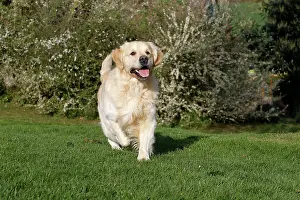 Retreivers: Dog - Golden Retreiver - running