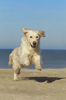 Retreiver: Dog - Golden Retreiver running on beach