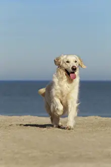 Retreiver: Dog - Golden Retreiver running on beach
