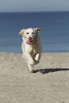 Retreiver: Dog - Golden Retreiver running on beach