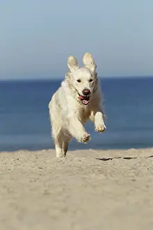 Retreiver: Dog - Golden Retreiver running on beach