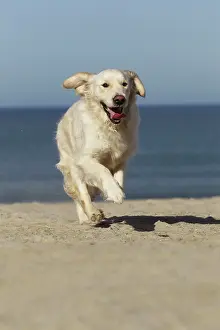 Retreiver: Dog - Golden Retreiver running on beach