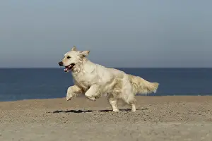 Retreiver: Dog - Golden Retreiver running on beach