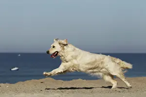 Retreiver: Dog - Golden Retreiver running on beach