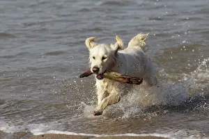 Fetching: Dog - Golden Retreiver running in sea carrying stick