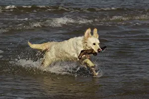 Fetching: Dog - Golden Retreiver running in sea carrying stick