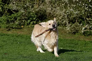 Sticks: Dog - Golden Retreiver - running - with stick