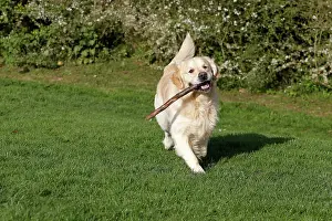 Sticks: Dog - Golden Retreiver - running - with stick