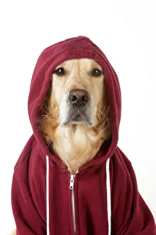 Dressing: DOG - Golden Retriever