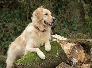 Leaning: Dog Golden Retriever