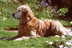 Collar: DOG - GOLDEN RETRIEVER