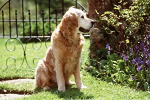 Collar: DOG - GOLDEN RETRIEVER
