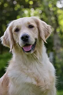 Smiling: Dog - Golden Retriever