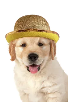 Bowler: Dog. Golden Retriever. 7 week old puppy wearing hat and bow