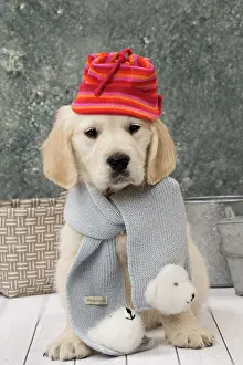 Scarves: Dog Golden Retriever 8 week old puppy