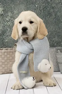 Scarves: Dog Golden Retriever 8 week old puppy