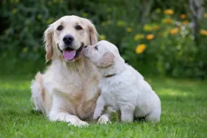 Kiss: Dog - Golden Retriever adult and puppy