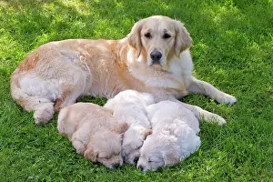Safe: Dog - Golden Retriever adult and sleeping puppies