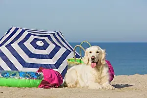Umbrellas: Dog - Golden Retriever - on the beach