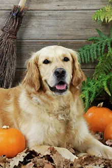 Broom: DOG. Golden retriever with broom and pumpkins