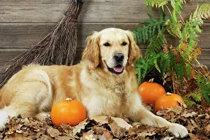 Broom: DOG. Golden retriever with broom and pumpkins