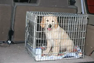 Vehicles: DOG - GOLDEN RETRIEVER - IN CAGE IN BACK OF CAR