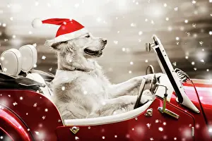 Retreivers: Dog