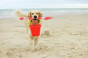 Spades: DOG. Golden retriever carrying spade and bucket