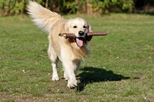 Fetching: Dog - Golden Retriever carrying stick