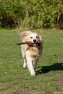 Fetching: Dog - Golden Retriever carrying stick