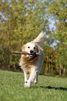 Fetching: Dog - Golden Retriever carrying stick