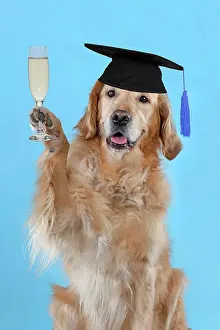 160520: DOG - Golden retriever celebrating graduation