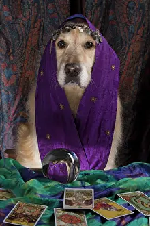 Scarves: Dog