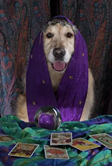 Scarves: Dog
