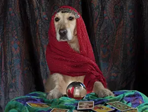 Scarves: Dog
