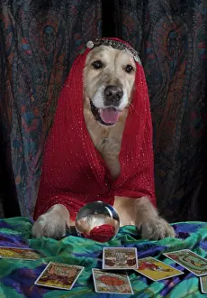 Scarves: Dog