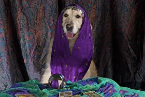 Scarf: Dog